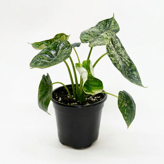 A potted alocasia dragon scale mint tropical plant with green leaves with dark mint variegated leaves with green stems growing in a black pot on a solid white background and surface.