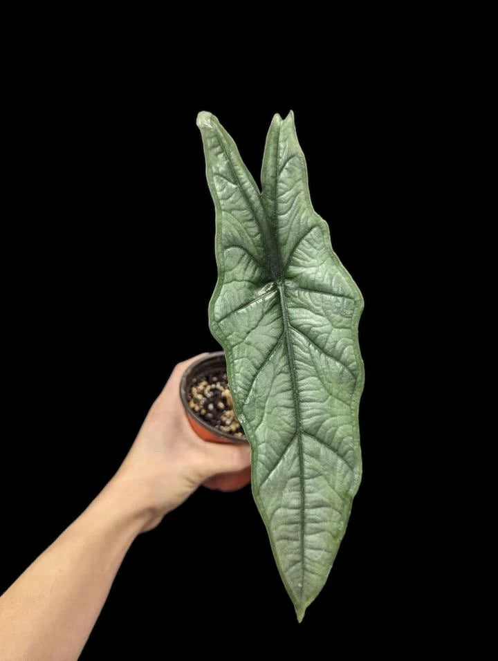 Alocasia 'Dragons Breath'