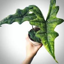 Alocasia 'Jacklyn'