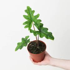Alocasia 'Jacklyn'
