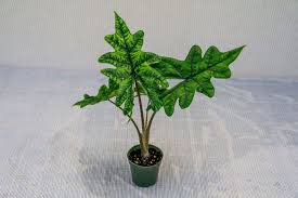 Alocasia 'Jacklyn'
