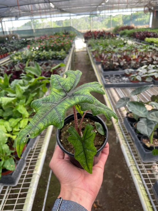 Hand holding a small Alocasia Jacklyn plant with lobed stag green leaves growing in a black pot in a greenhouse setting with other plants on the background.