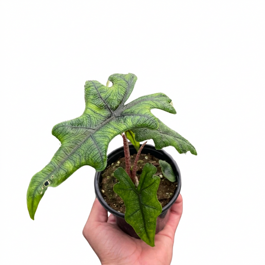 Hand holding a Alocasia Jacklyn rare tropical houseplant with elongated green leaves with detailed veins in a black pot.