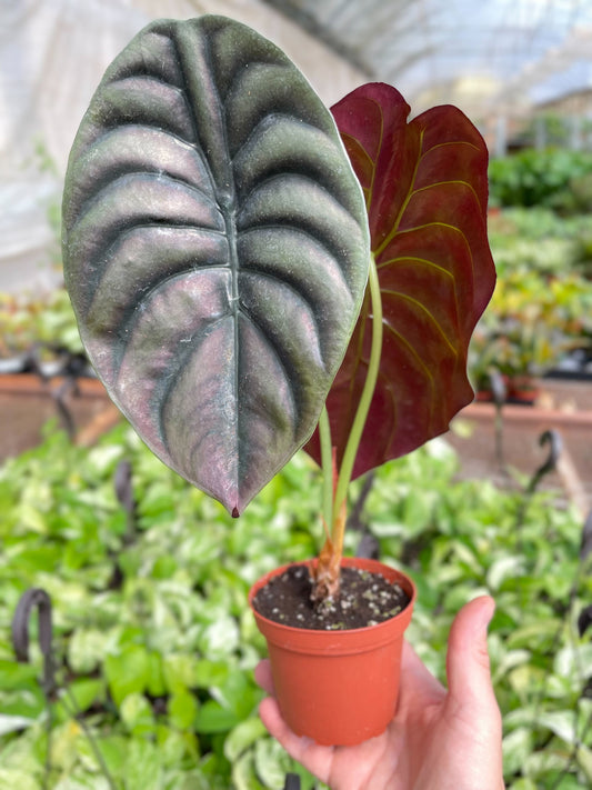 Hand holding a jewel Alocasia red secret plant with green and red backing leaves and green stems growing in a small brown pot in a greenhouse setting with other plants in the background.