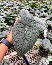 Alocasia Melo