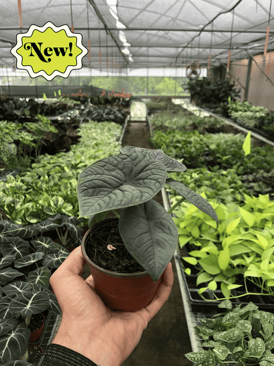 Hand holding a potted alocasia melo houseplant with dark green leathery textured leaves with detailed veins and green stems growing in a brown pot in a greenhouse setting with other plants in the background.