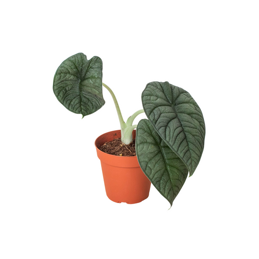 A Alocasia melo tropical indoor houseplant with dark green textured leaves with detailed veins with green stems growing in a small brown pot against a solid white background.