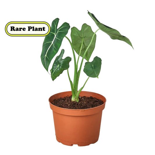 A potted alocasia michilitziana frydek elephant ear plant with green velvet leaves with white veins growing in a brown pot with a solid white surface.