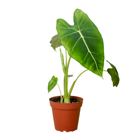 A potted alocasia micholitziana frydek plant with big green velvet leaves with white veins growing in a brown pot against a solid white background.