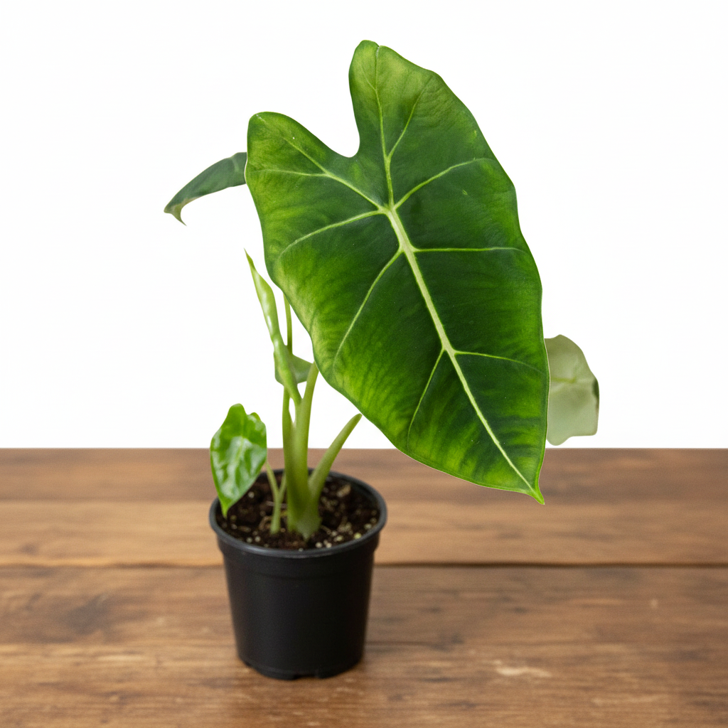 Potted plant with large green leaves on a white background