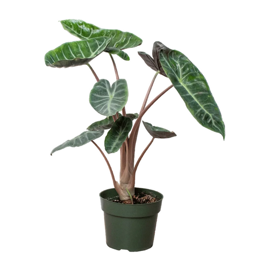 Alocasia pink dragon elephant ear plant with dark green leaves with pink stems in a green pot against a solid white background.