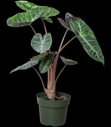Alocasia Pink Dragon