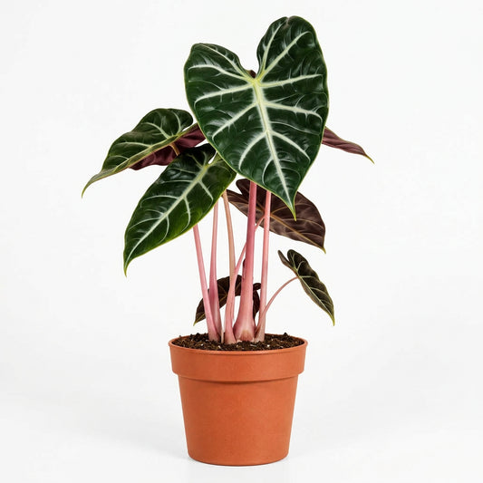 Alocasia pink dragon elephant ear plant with big dark green glossy leaves with pink stems growing in a brown pot against a white backgrounds sitting on a white surface.