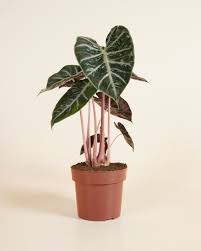 Alocasia Pink Dragon