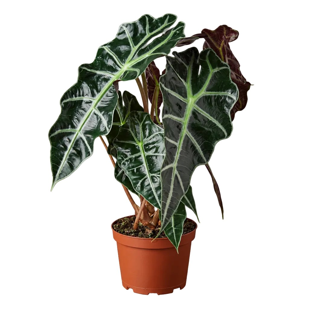 A potted alocasia polly african mask with large dark green glossy leaves with purple undersides with detailed veins in a brown nursery pot.