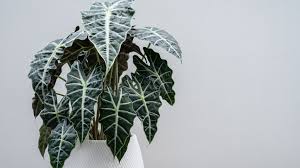 Alocasia Polly 'African Mask'