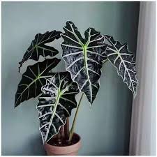 Alocasia Polly 'African Mask'