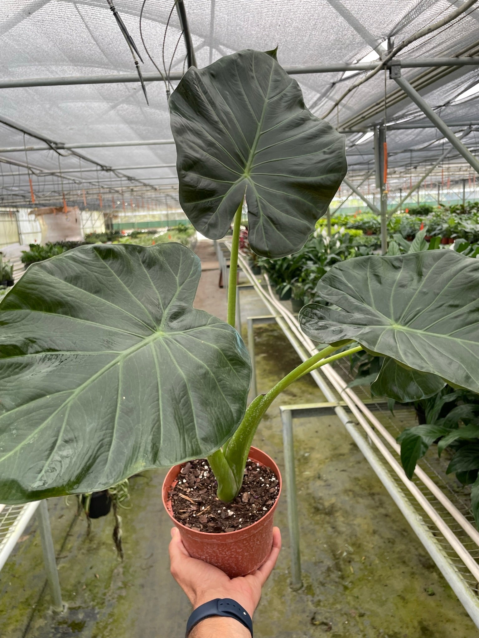 Potted plant held in a greenhouse setting