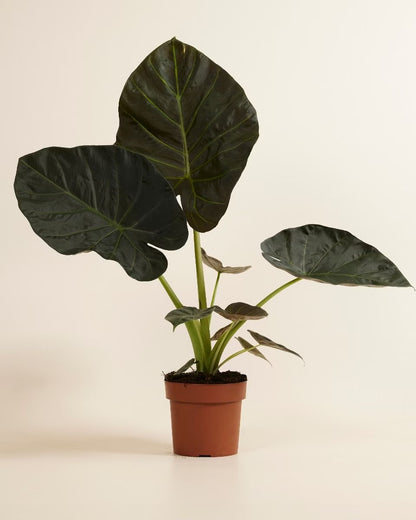 Potted plant with large dark green leaves on a beige background