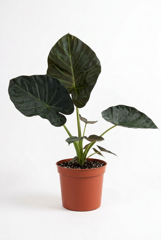 Alocasia ‘Regal Shields’