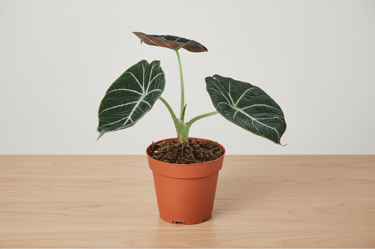 Alocasia Reginula 'Black Velvet'