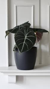 Alocasia Reginula 'Black Velvet'