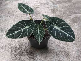 Alocasia Reginula 'Black Velvet'