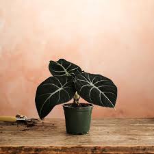 Alocasia Reginula 'Black Velvet'