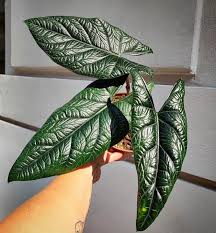 Alocasia 'Scalprum'