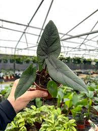 Alocasia 'Scalprum'