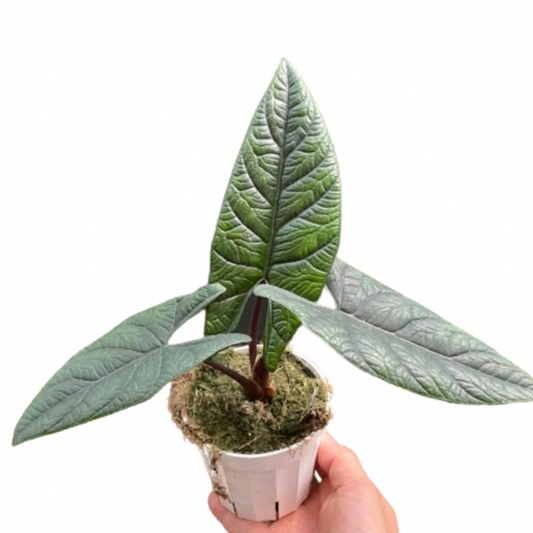 Hand holding a Alocasia scalprum plant with long deep green purple tint leaves with dark purple stems growing in a white pot.