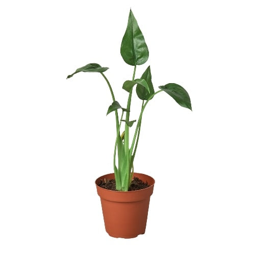 A potted alocasia tiny dancer elephant ear plant with small cupped green leaves growing in a brown out against a white background.