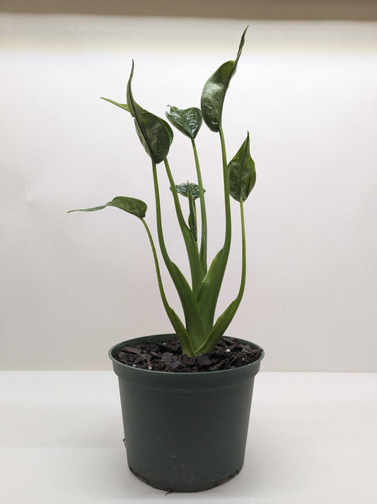Alocasia tiny dancer elephant ear plant with cupped green leaves in a green pot sitting on a plain surface.