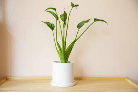 Alocasia 'Tiny Dancer'