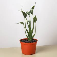Alocasia 'Tiny Dancer'