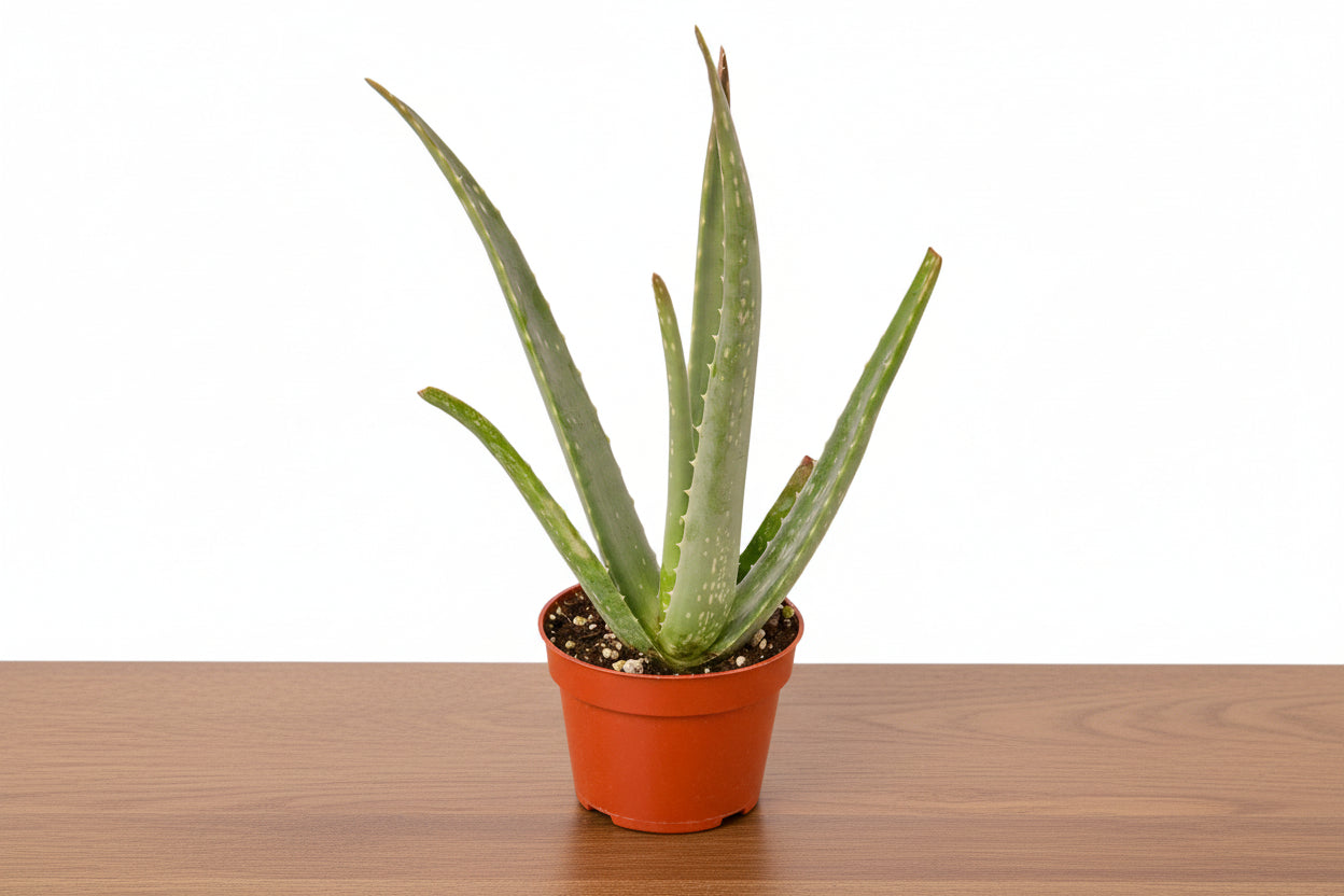 Potted aloe vera plant on a white background