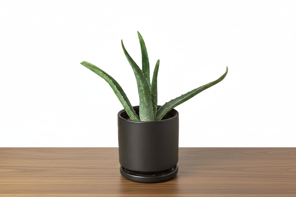 Potted aloe vera plant on a white background