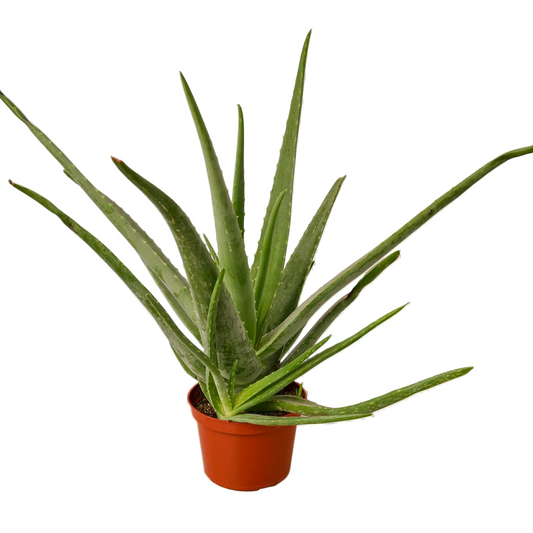 Potted aloe vera plant with long green sword like succulent leaves growing in a brown pot.