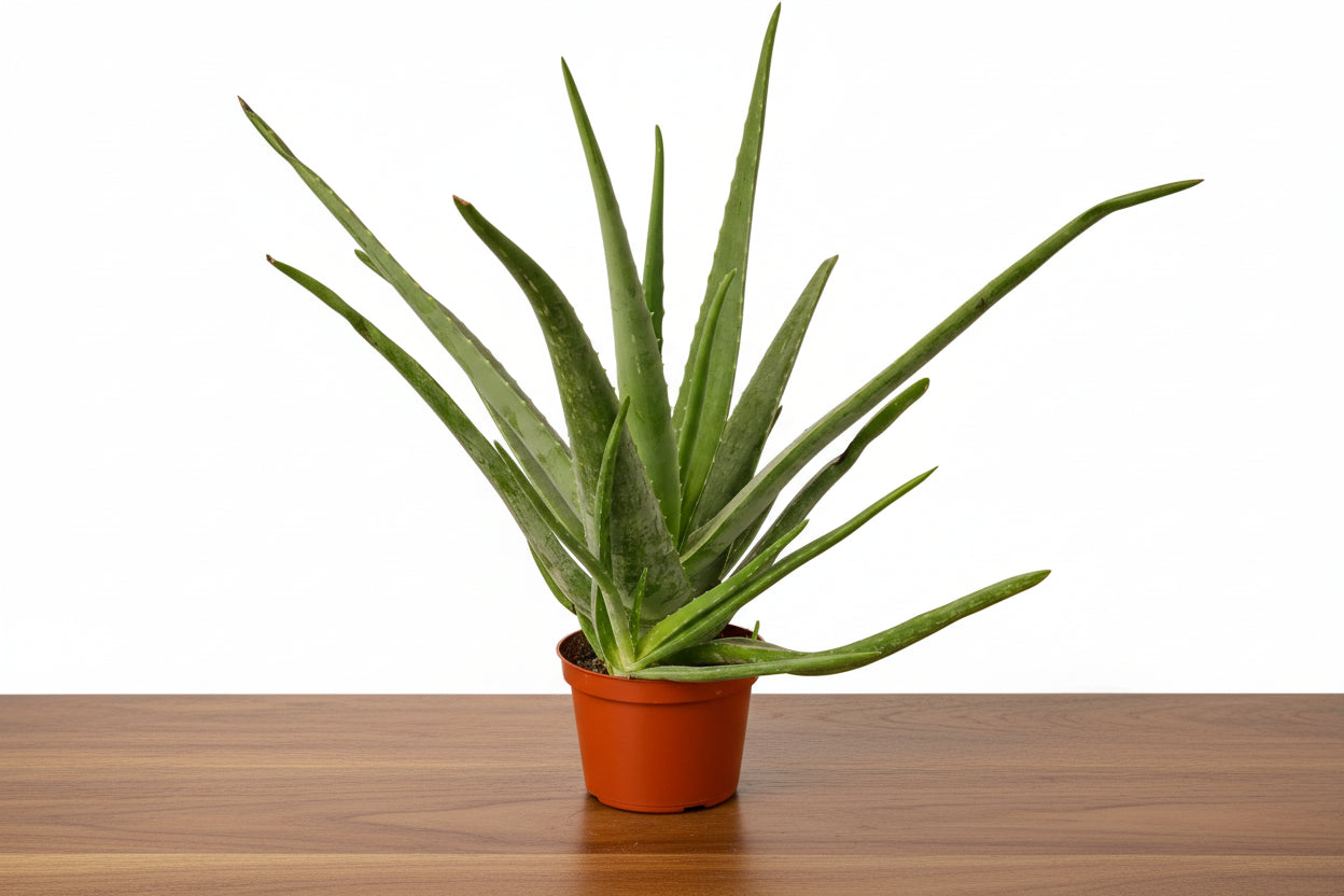 Potted aloe vera plant on a white background