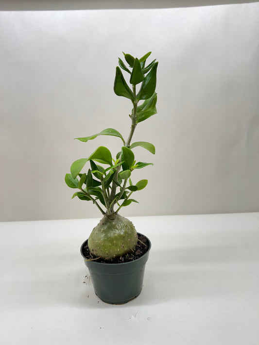Ant Plant (Myrmecodia tuberosa)