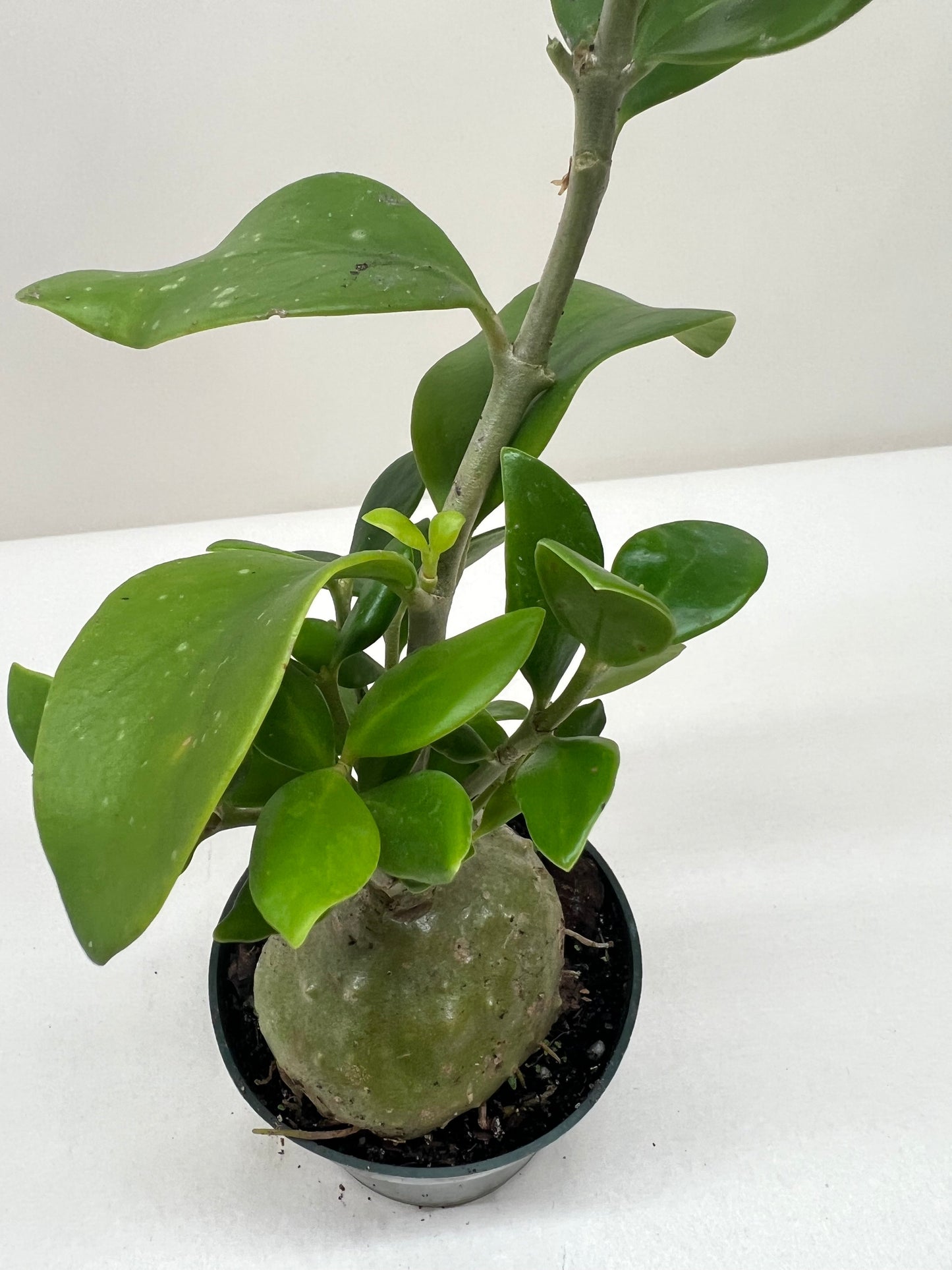 Ant Plant (Myrmecodia tuberosa)