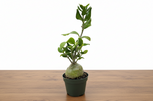 Potted plant with a unique root system on a white background