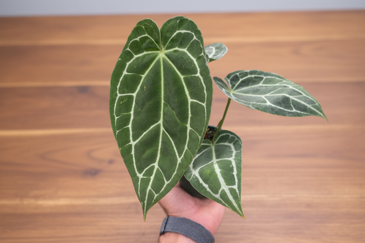 Hand holding a potted plant with green leaves and white veins against a white background
