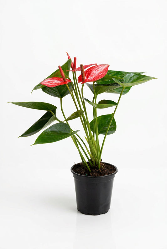 A potted anthurium livium white glossy green leave leaves with red flowers in a black 4” pot sitting on a white surface with a white background.