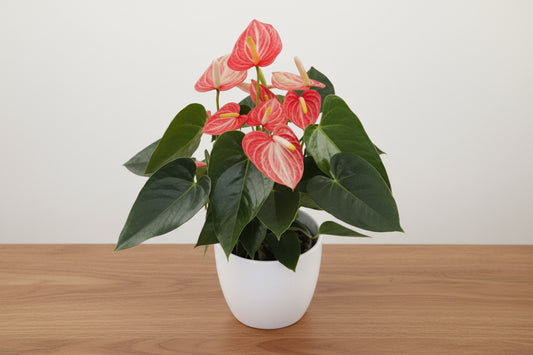 Potted plant with red and pink flowers on a white background