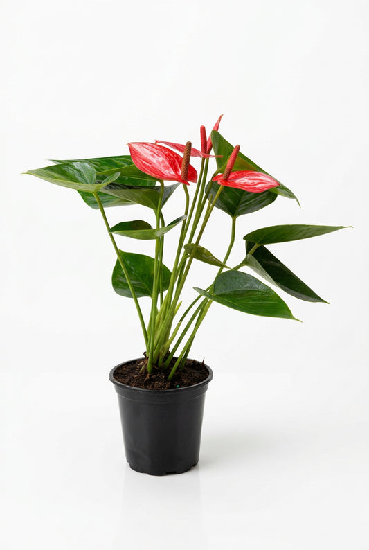 Potted anthurium livium plant with red flowers and green leaves in a 4” black pot on a white surface and white background.