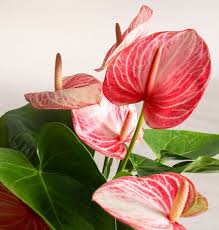 Anthurium 'Livium'