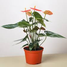 Anthurium 'Livium'