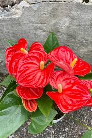 Anthurium 'Red'