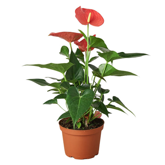 Pink Anthurium indoor plant with glossy green heart shaped leaves with pink flowers in a 6” nursery pot on a white background.